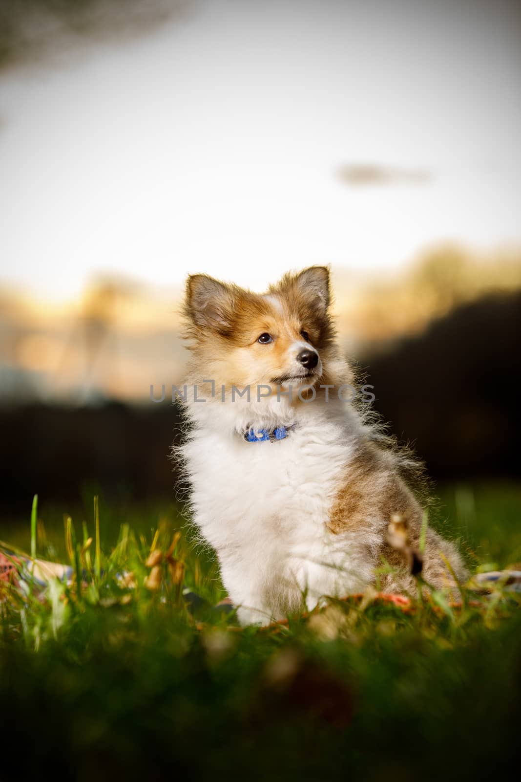 Shetland Sheepdog Puppy. Sheltie on sunset. by 9parusnikov