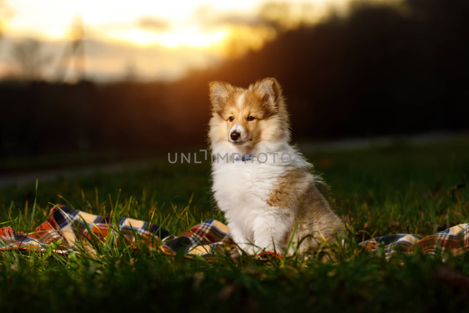 Shetland Sheepdog Puppy. Sheltie on sunset