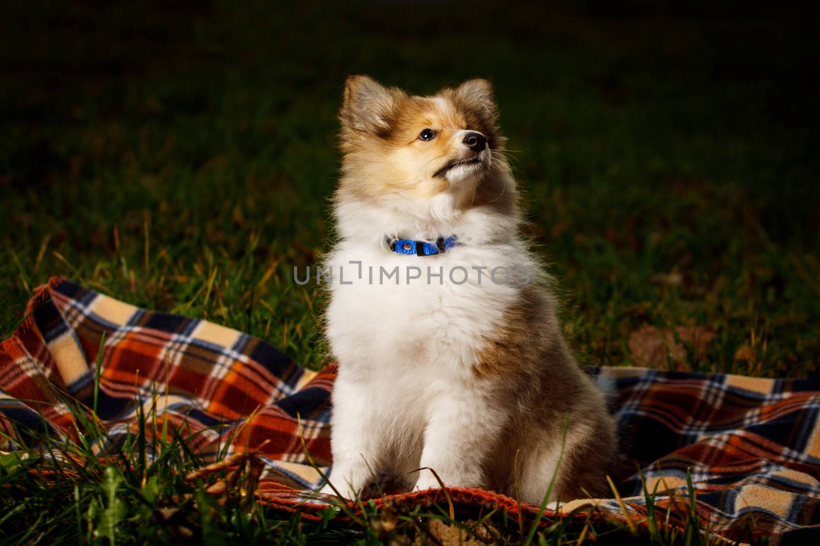 Dog on a blanket. Shetland sheepdog puppy. by 9parusnikov