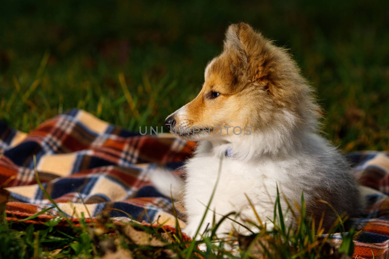 Dog on a blanket. Shetland sheepdog puppy. by 9parusnikov