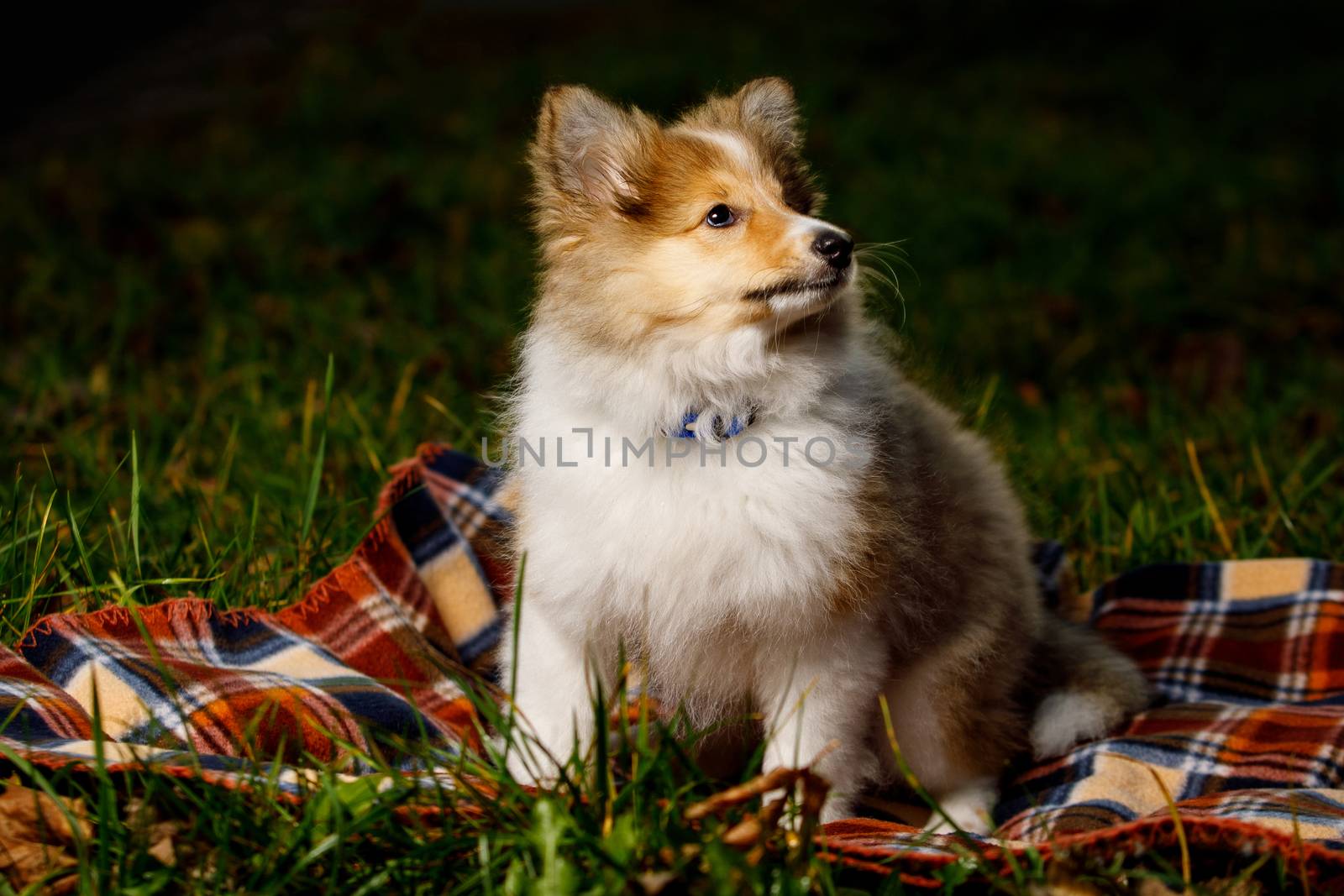 Dog on a blanket. Shetland sheepdog puppy