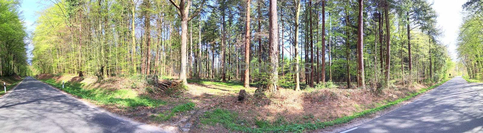 Beautiful view into a dense green forest with bright sunlight casting deep shadow.