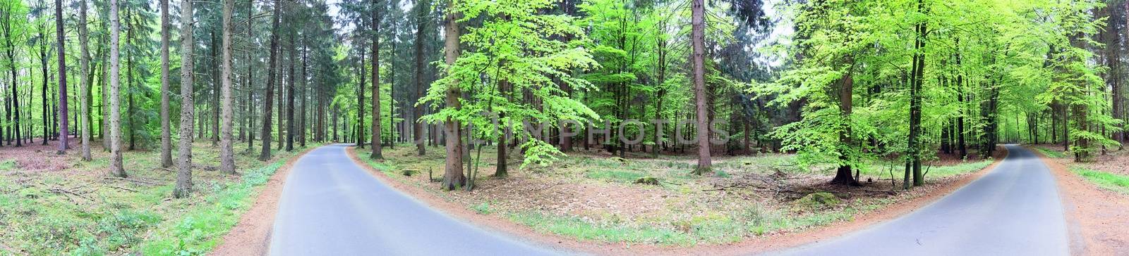 Beautiful view into a dense green forest with bright sunlight ca by MP_foto71