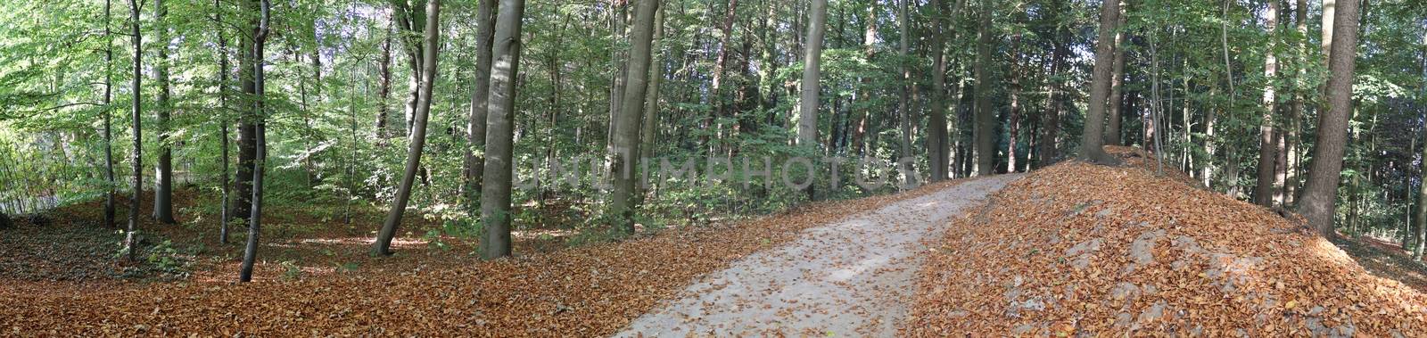 Beautiful view into a dense green forest with bright sunlight casting deep shadow.