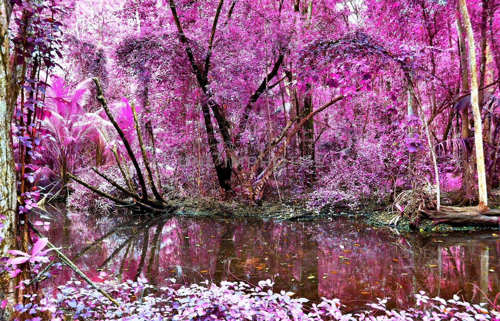 Beautiful fantasy infrared shots of palm trees on the seychelles islands