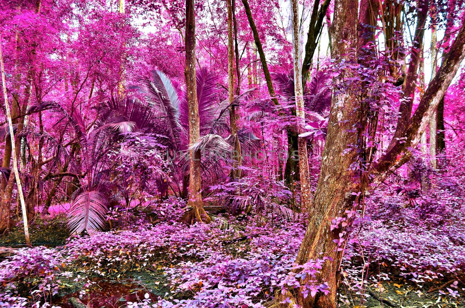 Beautiful fantasy infrared shots of palm trees on the seychelles islands