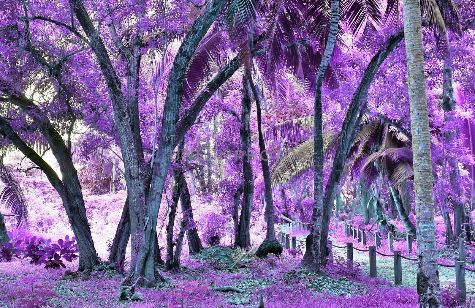 Beautiful fantasy infrared shots of palm trees on the seychelles by MP_foto71
