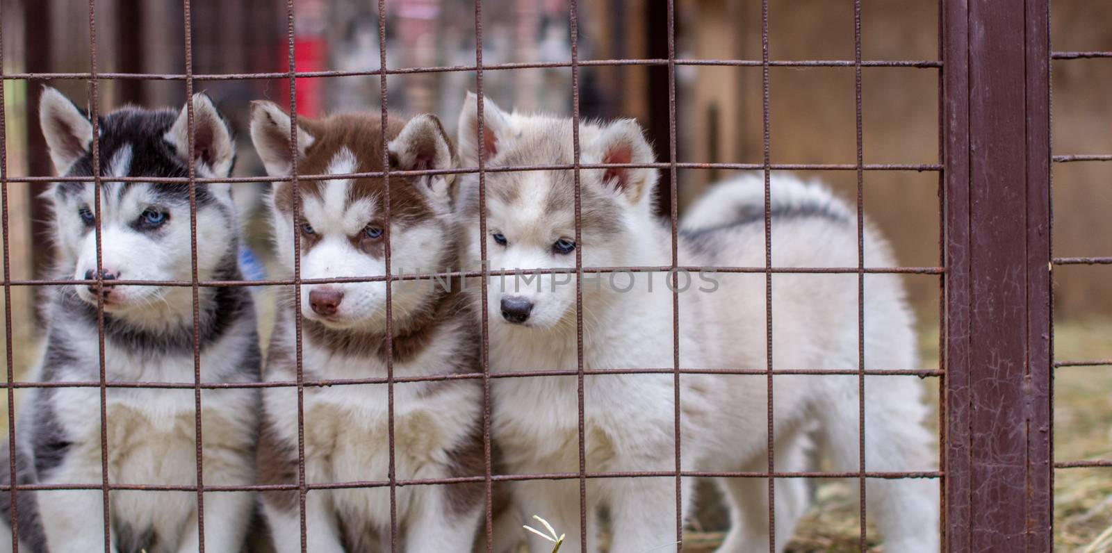 Close-up of beautiful Husky dog puppies being in a cage and looking through the cage. A lone dog in an animal shelter