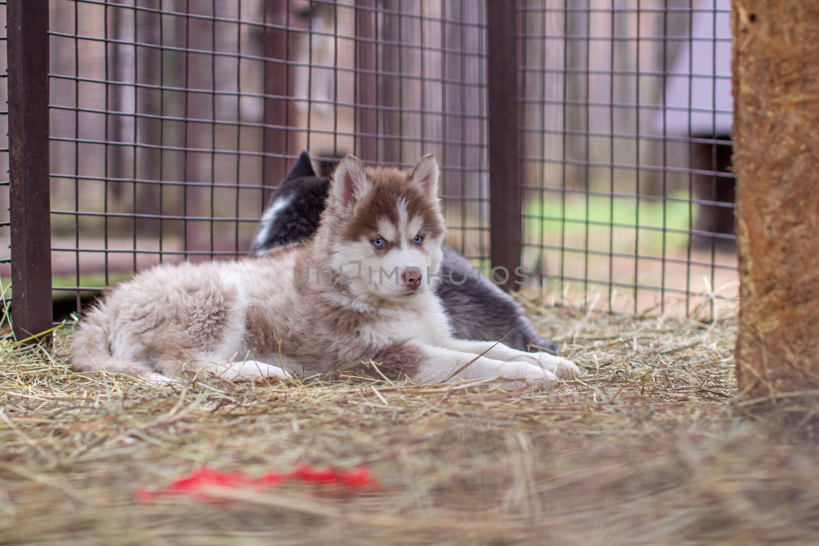 Close-up of husky dog puppies being in a cage and watching. A lone dog in a cage at an animal shelter