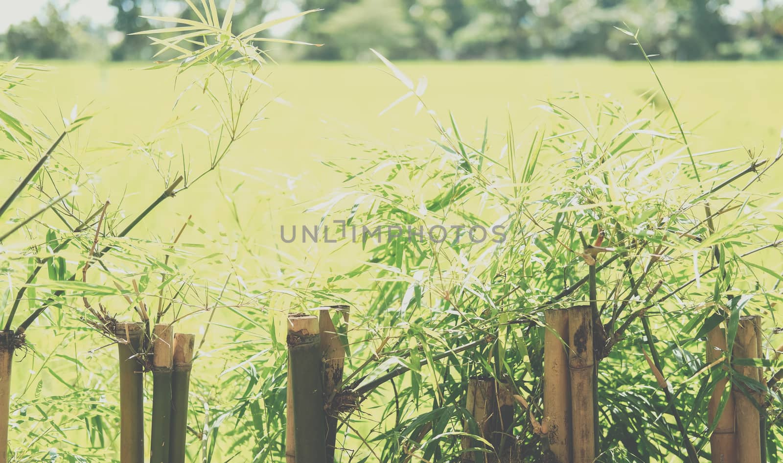 bamboo leaves plant tree fence at rice paddy field
