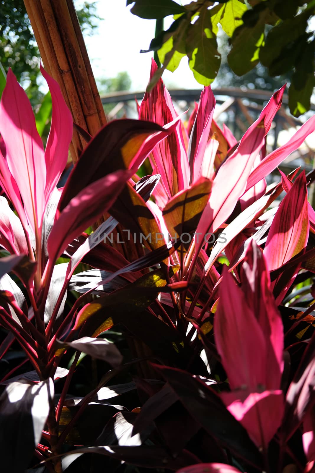 sunlight through red plant leaves in garden