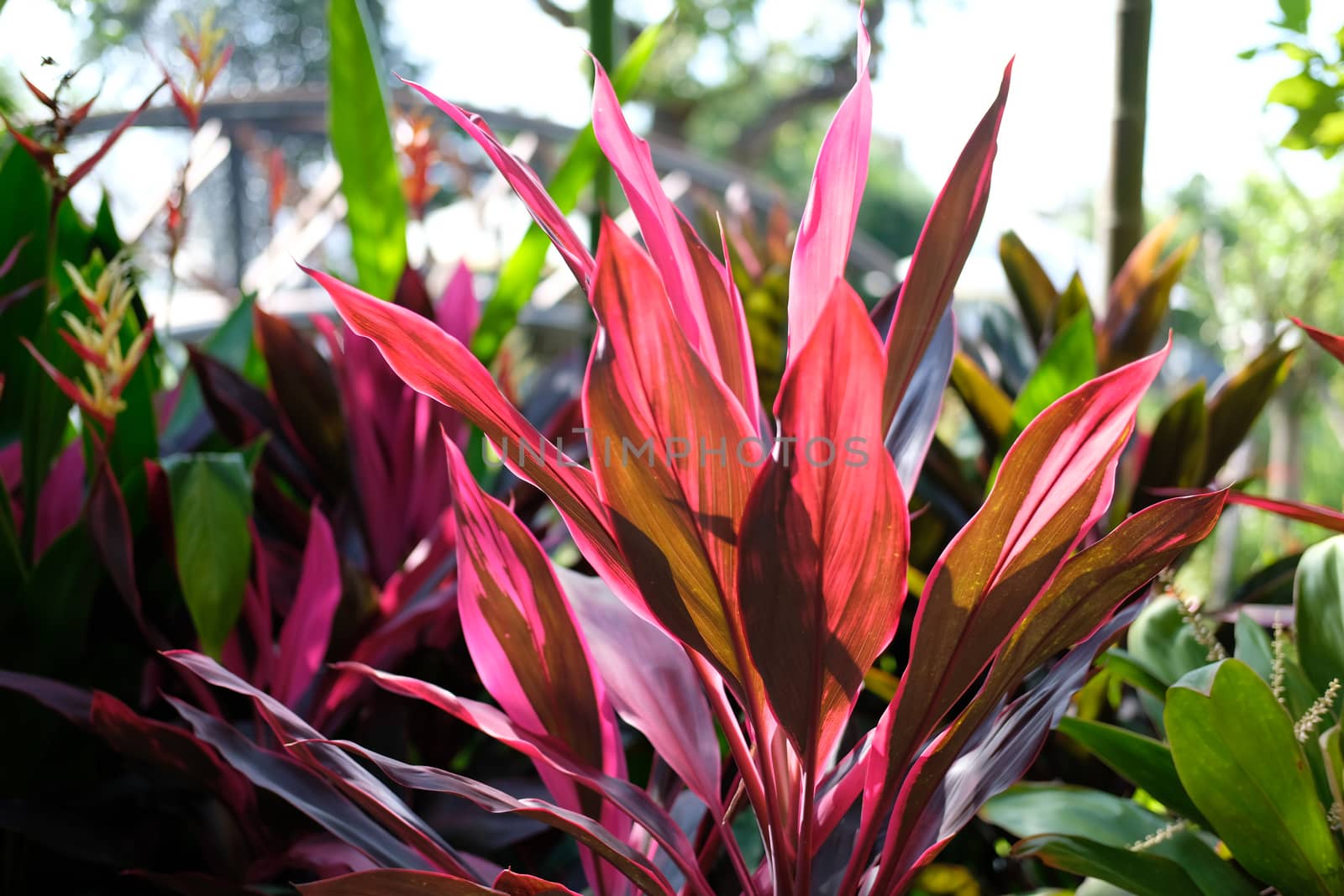 sunlight through red plant leaves in garden