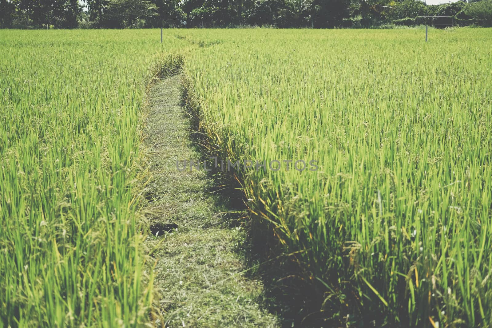 walkway in rice paddy field. countryside farm