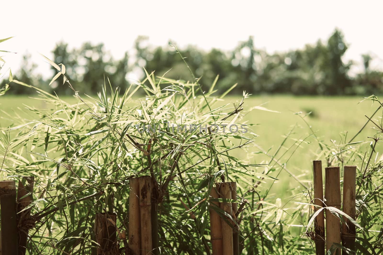 bamboo leaves plant tree fence at rice paddy field