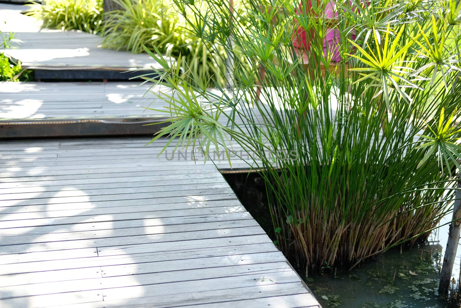 papyrus leaves plant growing in pond beside wooden walkway in garden