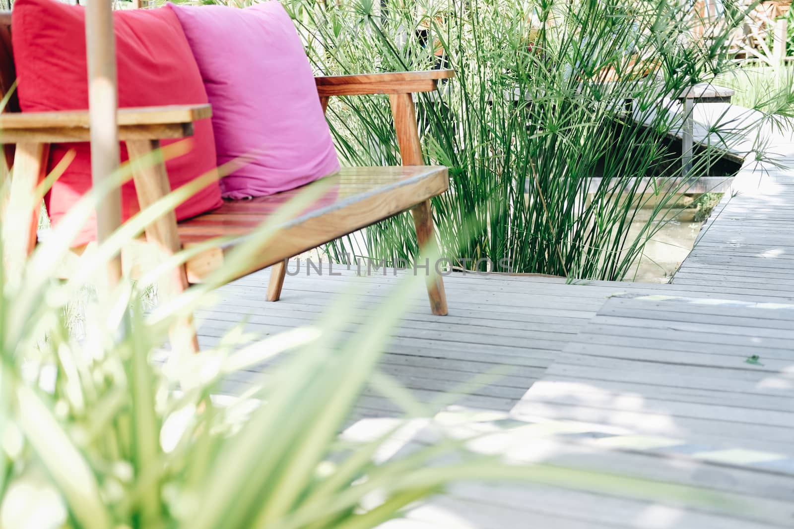 papyrus leaves plant growing in pond beside wooden chair on terrace