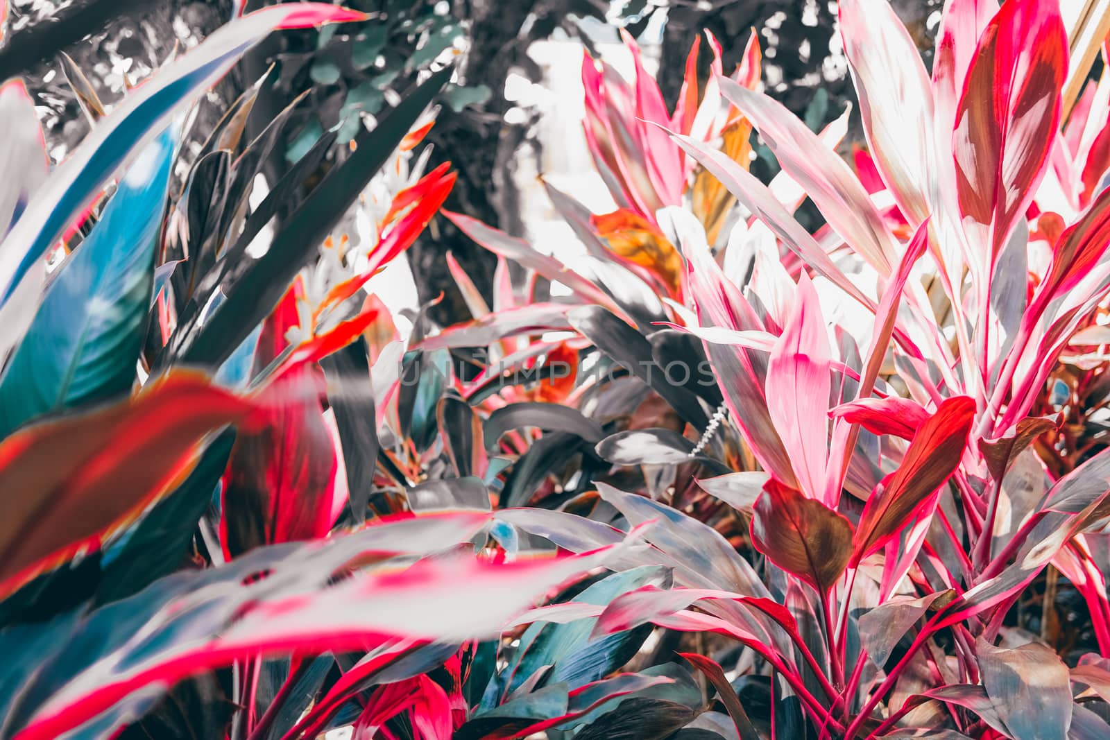 sunlight through red plant leaves in garden