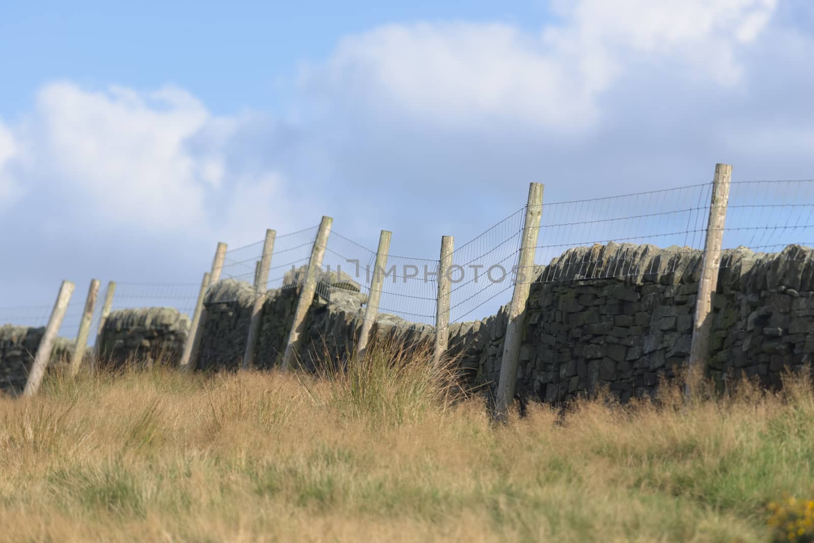 Field of long grass bordered by dark dry stone wall and wire fence with wooden posts. Gentle summers evening sun lights the image, and blue sky behind