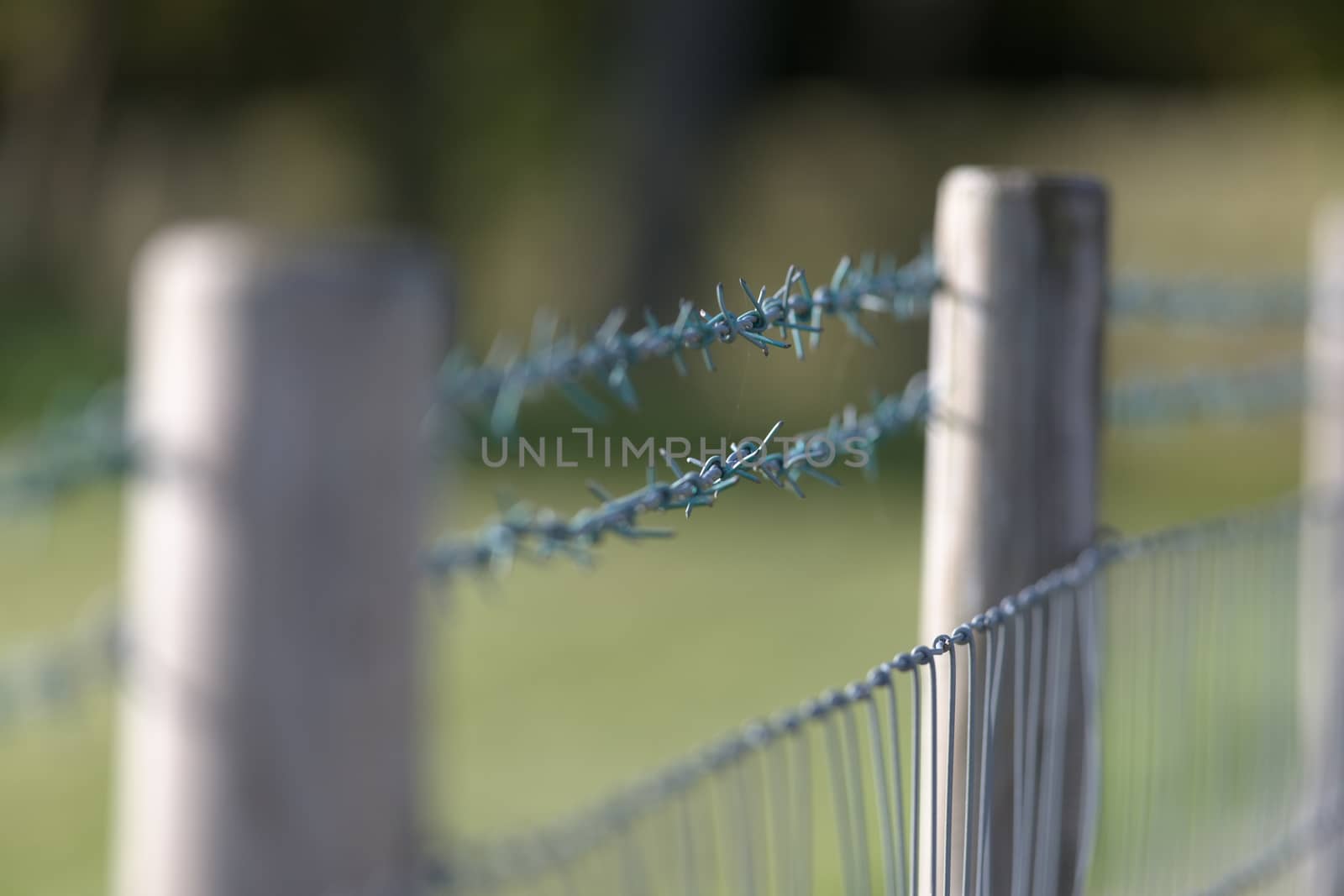 Shallow depth of field created by selective focus on a rural barbed wire fence. Thin cobweb between the wires, side lit by natural daylight sun.