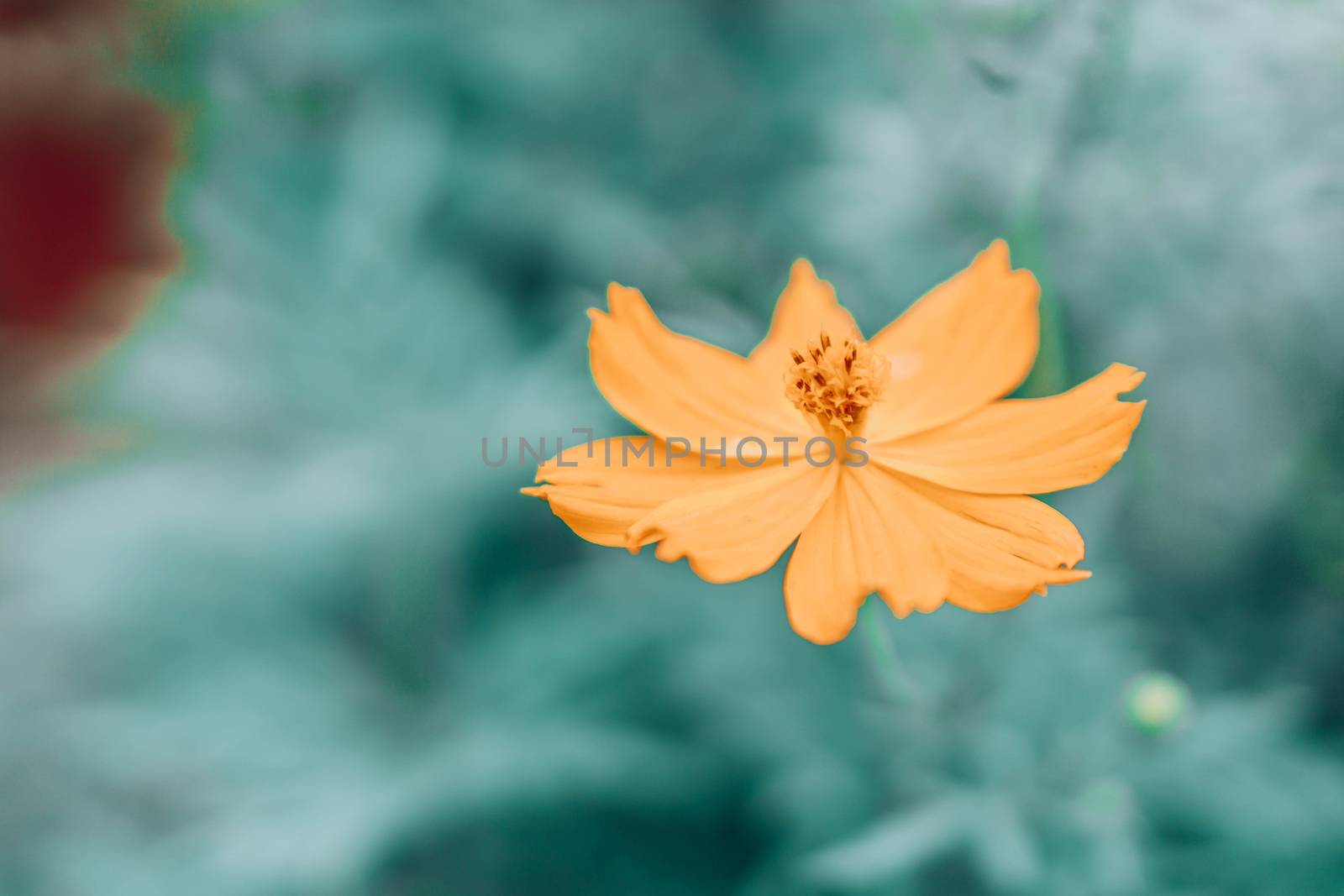 Closeup beautiful yellow cosmos flower in the field with sunlight at morning, selective focus