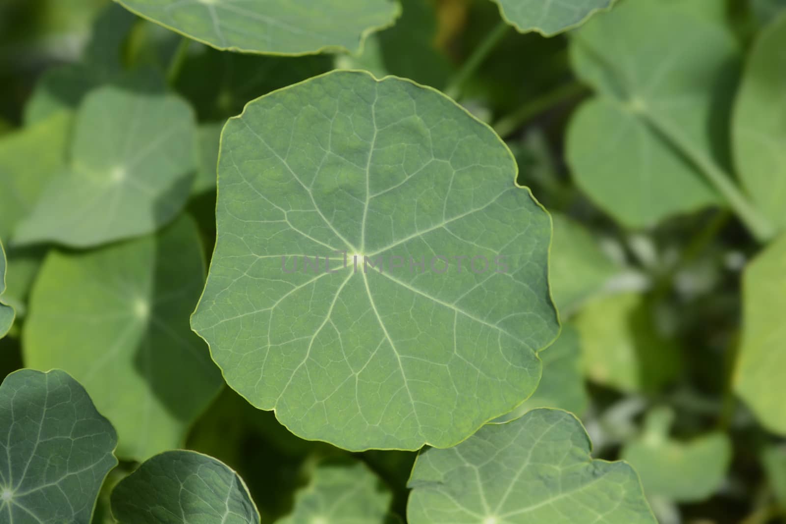 Garden nasturtium leaves - Latin name - Tropaeolum majus