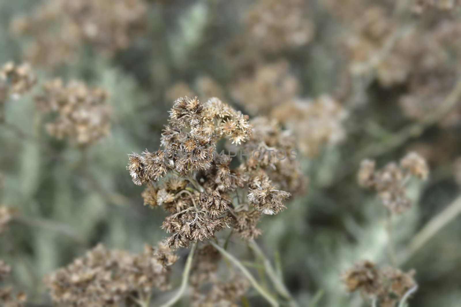 Italian everlasting seeds - Latin name - Helichrysum italicum