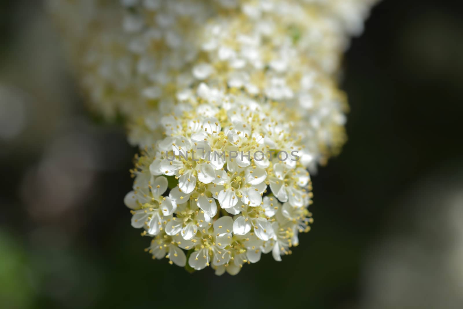 Scarlet firethorn flowers - Latin name - Pyracantha coccinea