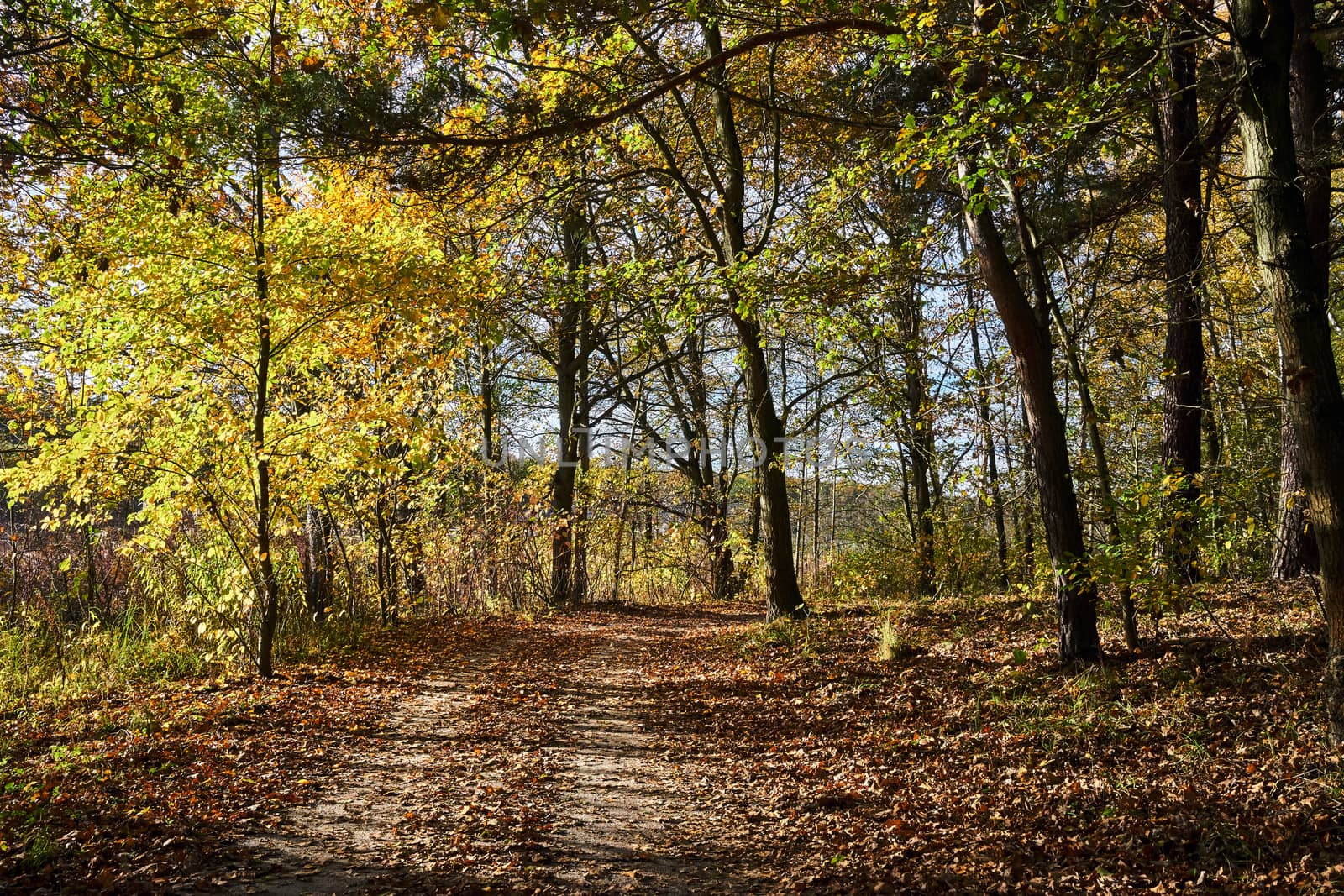 leaves on a dirt road in the woods during fall by gkordus