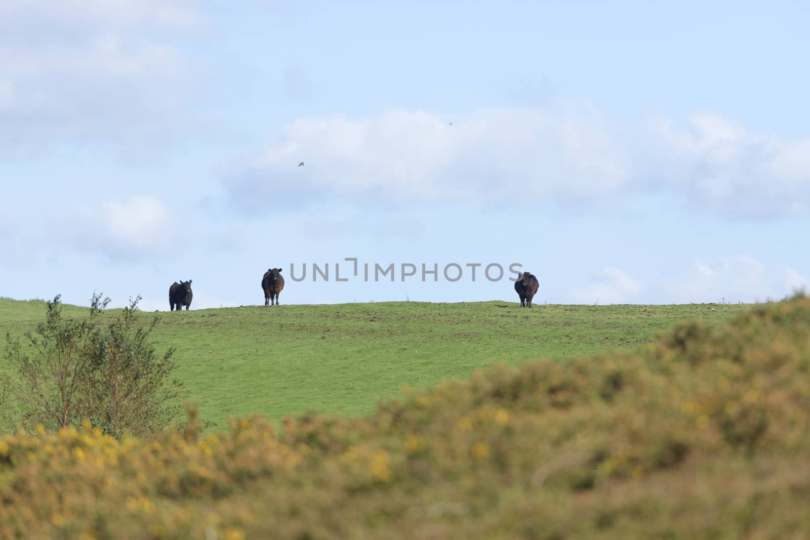 Dark black cattle stand out against the bright blue sky on a sunny summers day. Selective focus blurs the overgrown foreground and highlights the cows