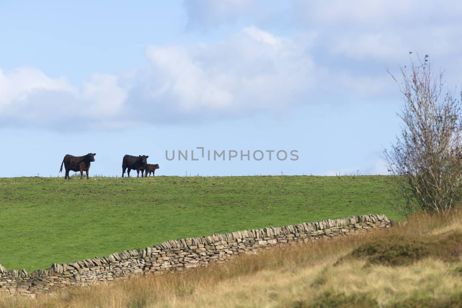 Mother, father and calf cows form an affectionate family scene on the horizon of a countryside field. Summers day, warm sunlight and adjacent meadow
