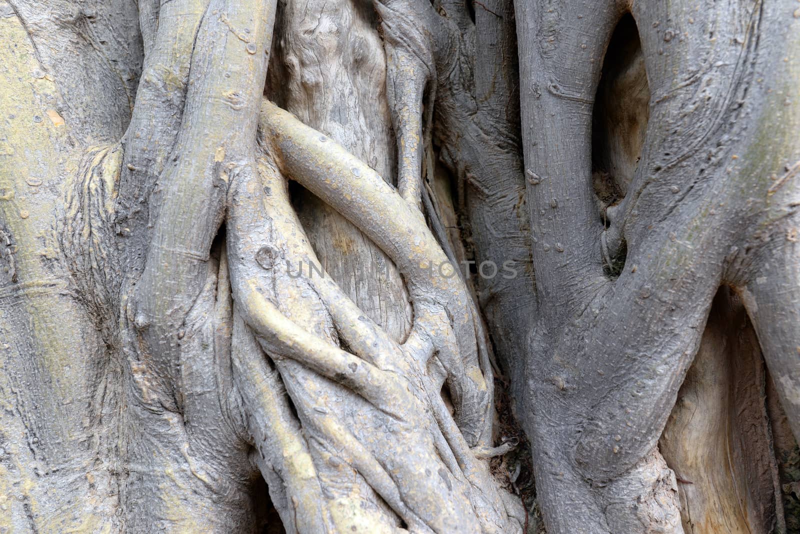 The surface of the roots of the Bodhi tree is crowded disorderly.