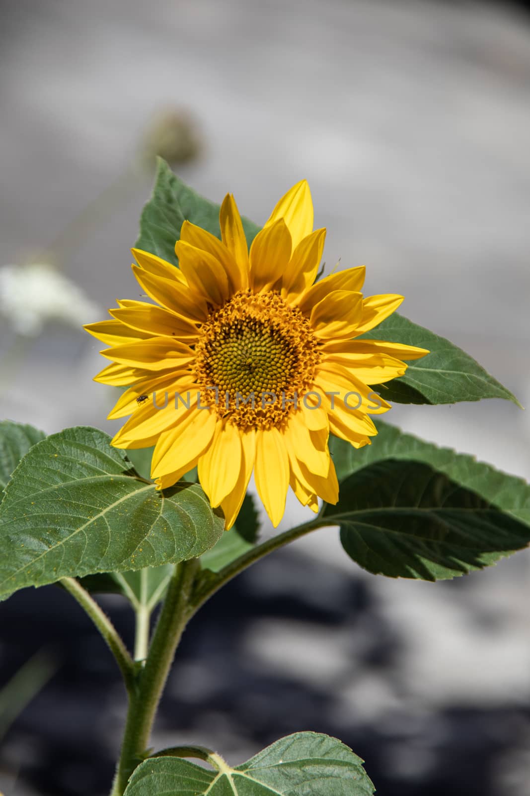 single sunflower with green leaves in summer as a floral greetin by Dr-Lange