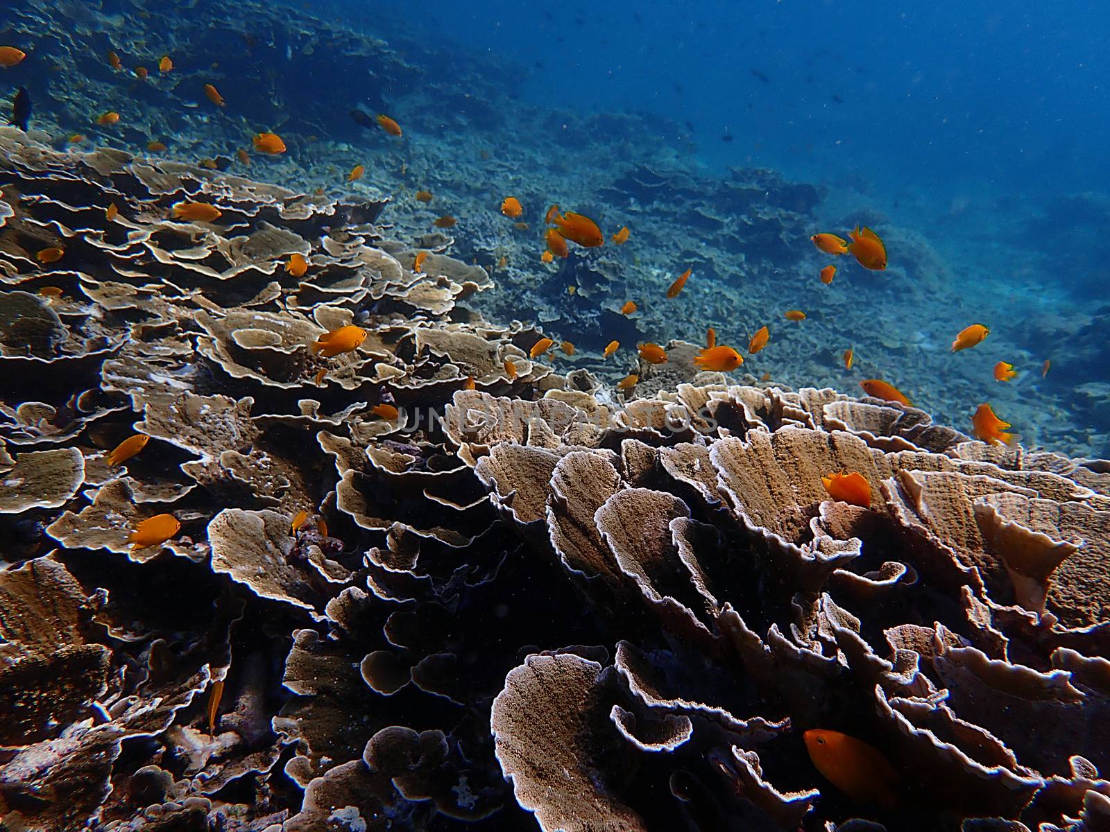 Fish and corals under blue sea, diving activity, underwater photography