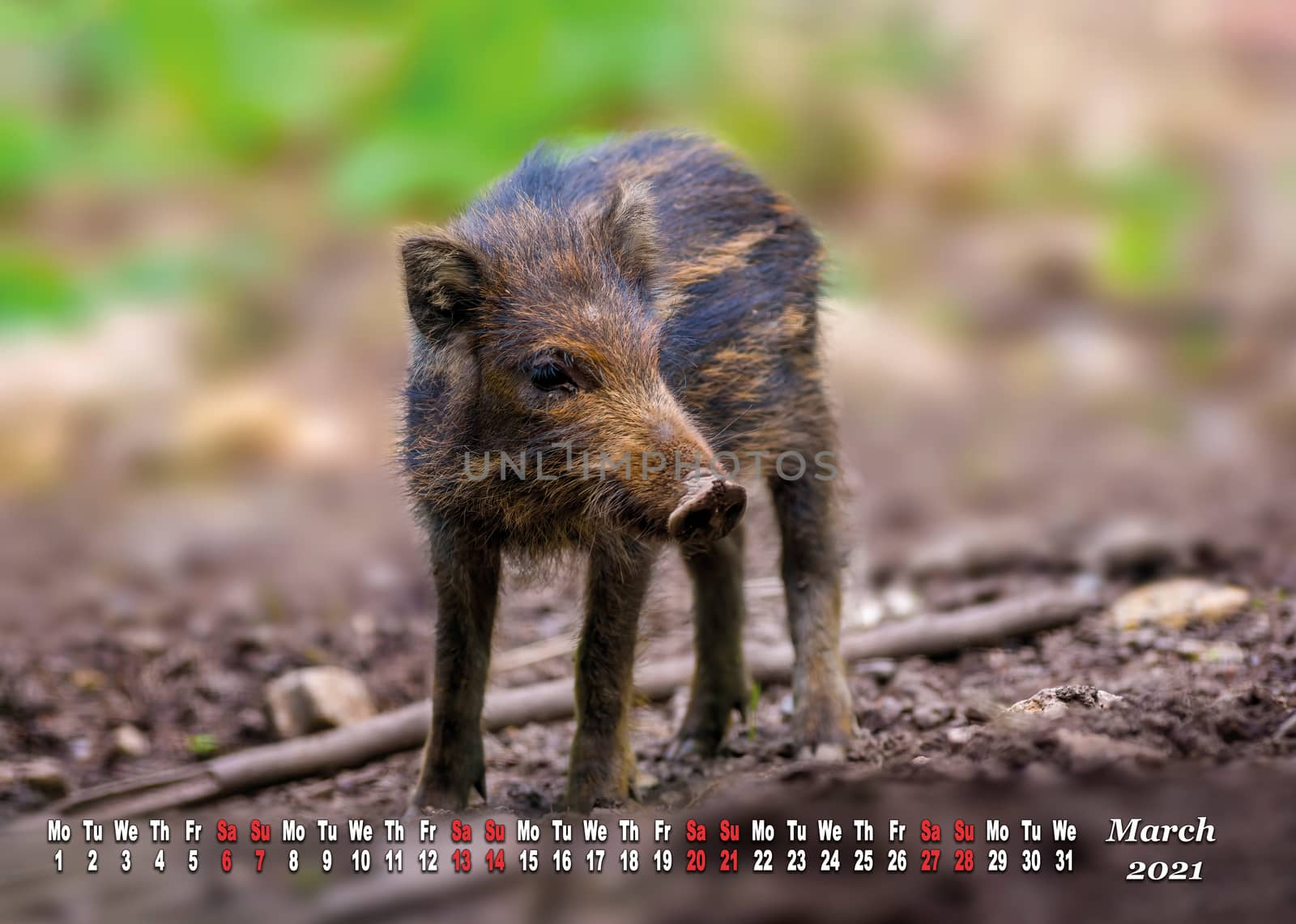 a calendar sheet for 2021 with wild living animal