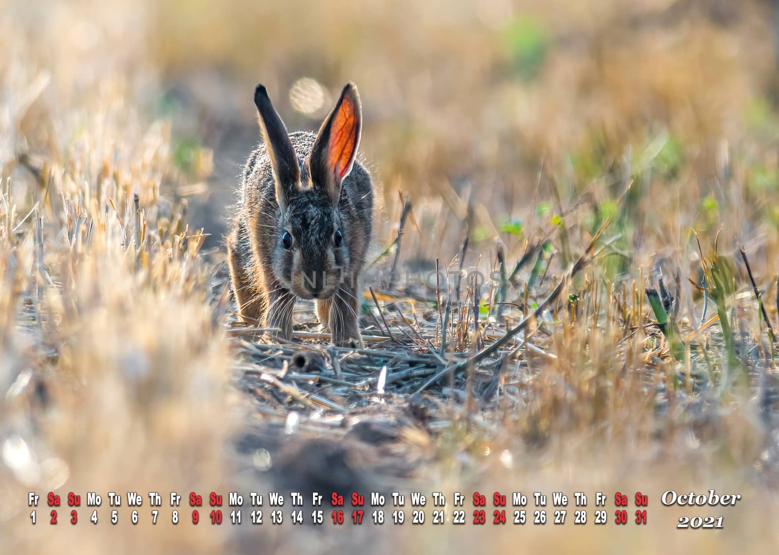 a calendar sheet for 2021 with wild living animal