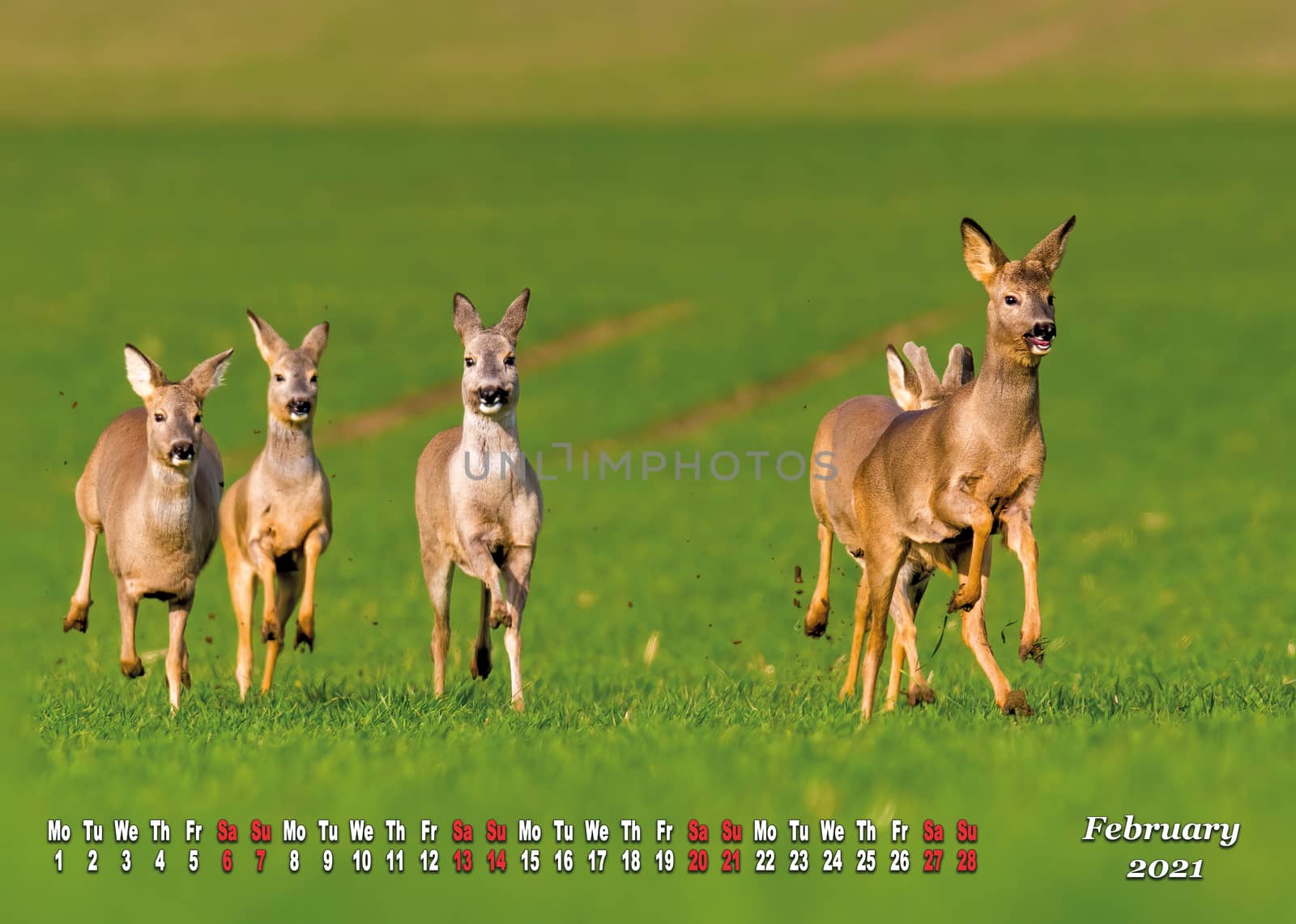 a calendar sheet for 2021 with wild living animal