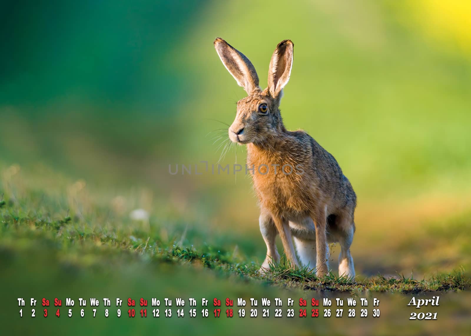 a calendar sheet for 2021 with wild living animal