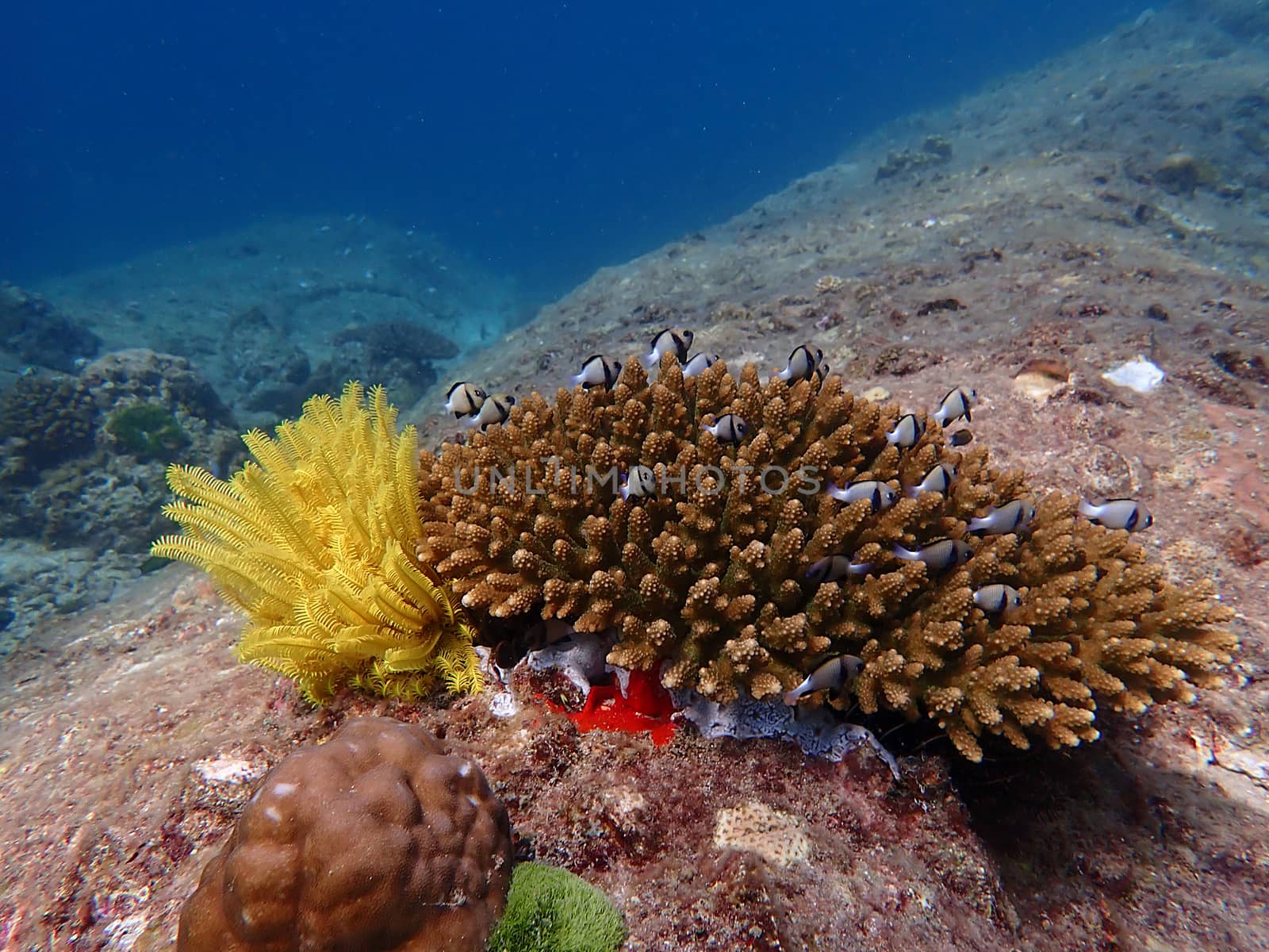 Fish and corals under blue sea, diving activity, underwater photography