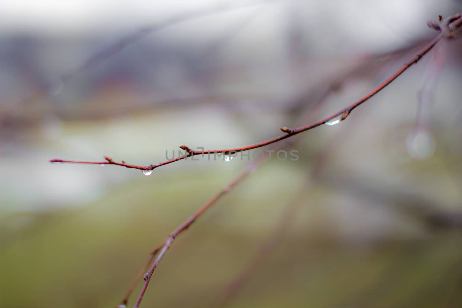 Water drops after rain on tree branches with a blurred background. Autumn trees without leaves with water drops.