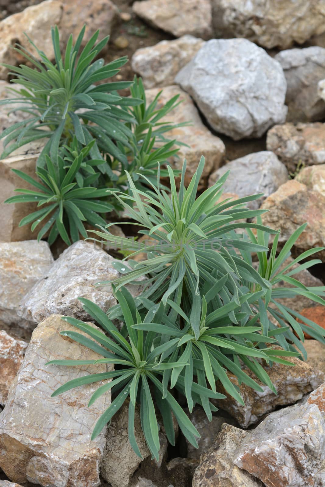 Wulfens spurge - Latin name - Euphorbia characias subsp. wulfenii