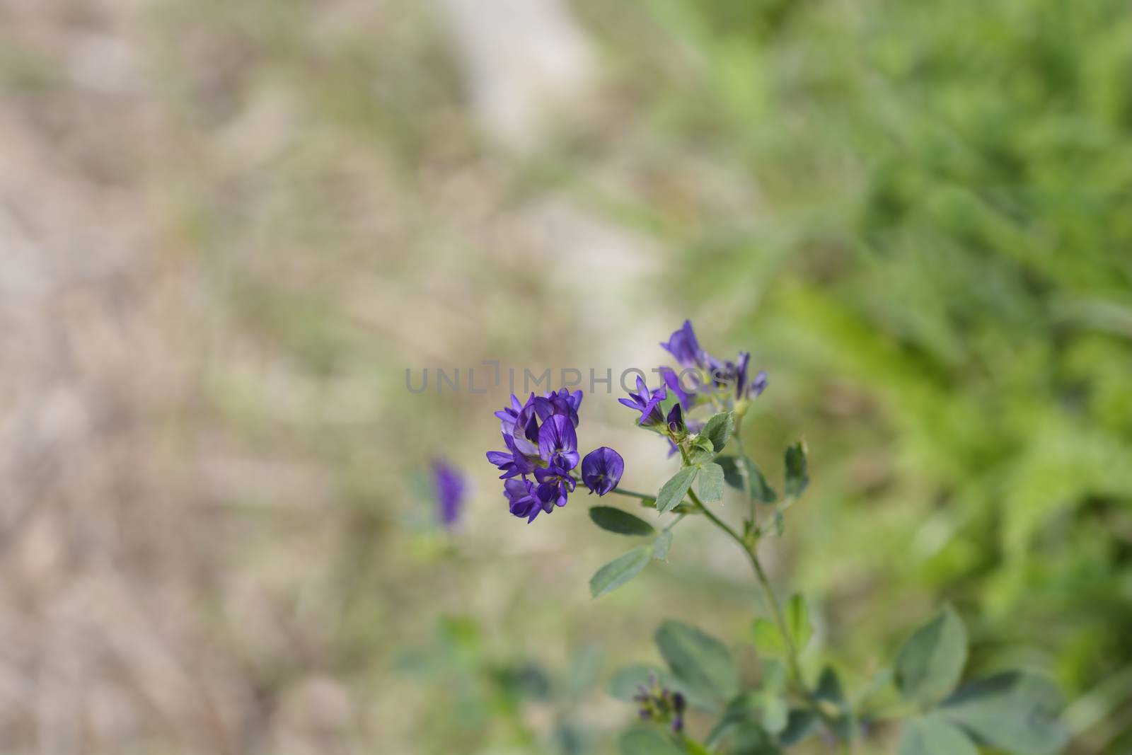 Alfalfa flowers - Latin name - Medicago sativa