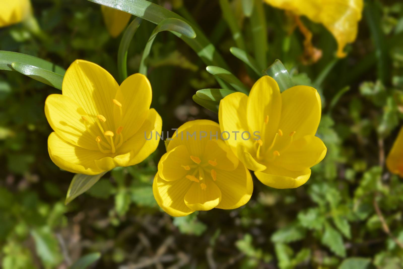 Winter daffodil yellow flowers - Latin name - Sternbergia lutea