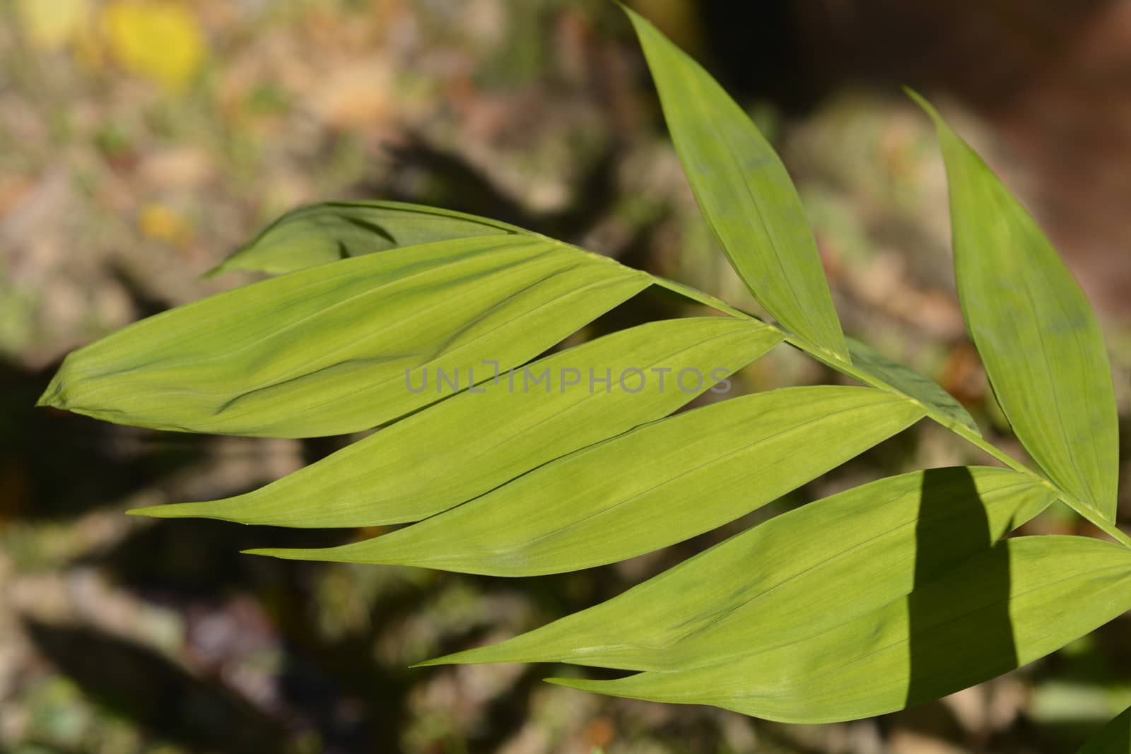 Hardy bamboo palm leaves - Latin name - Chamaedorea microspadix