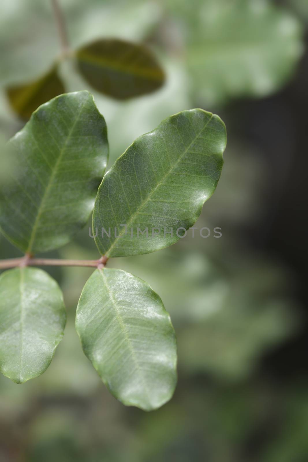 Carob tree leaves - Latin name - Ceratonia siliqua