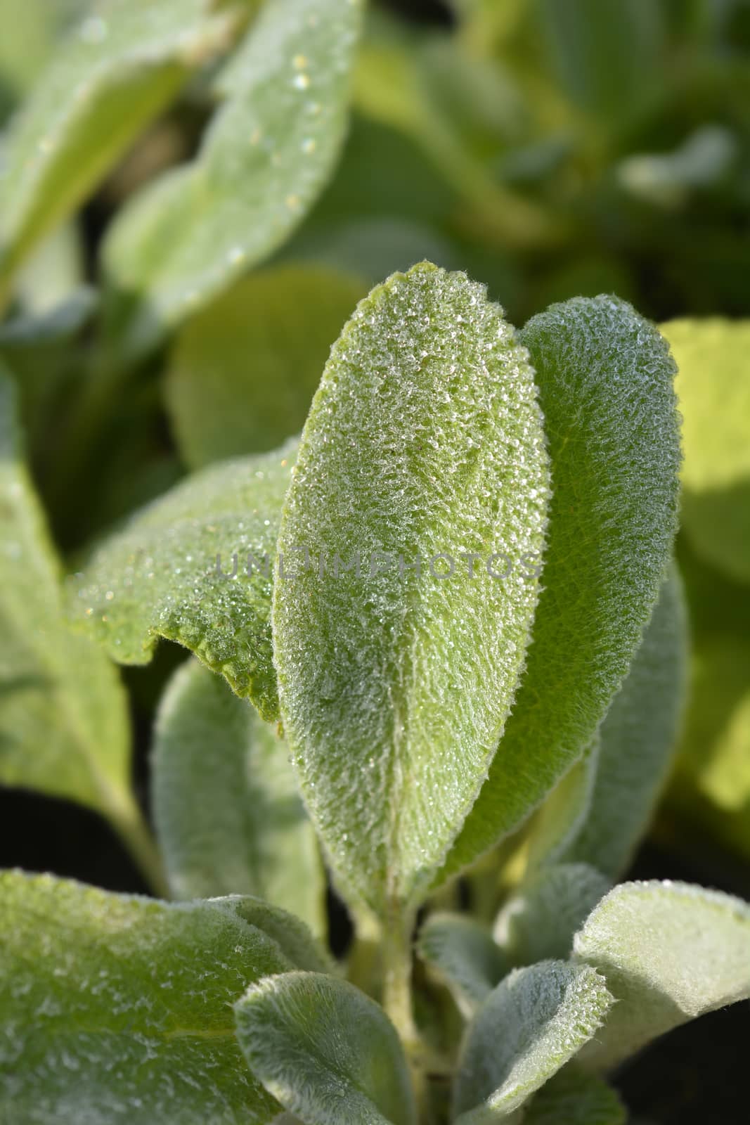 Lambs ears leaves - Latin name - Stachys byzantina