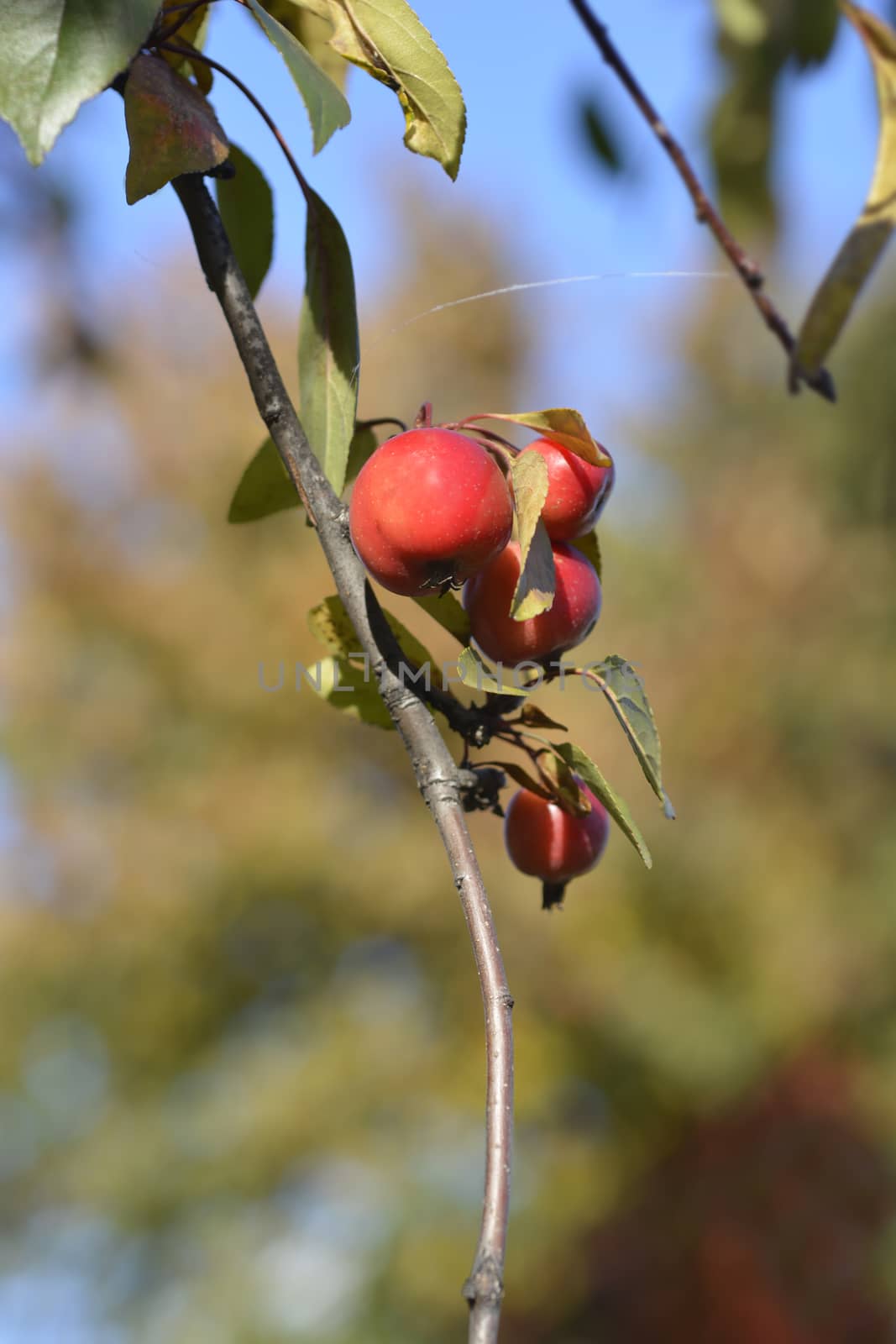 Purple crab apple tree - Latin name - Malus x purpurea