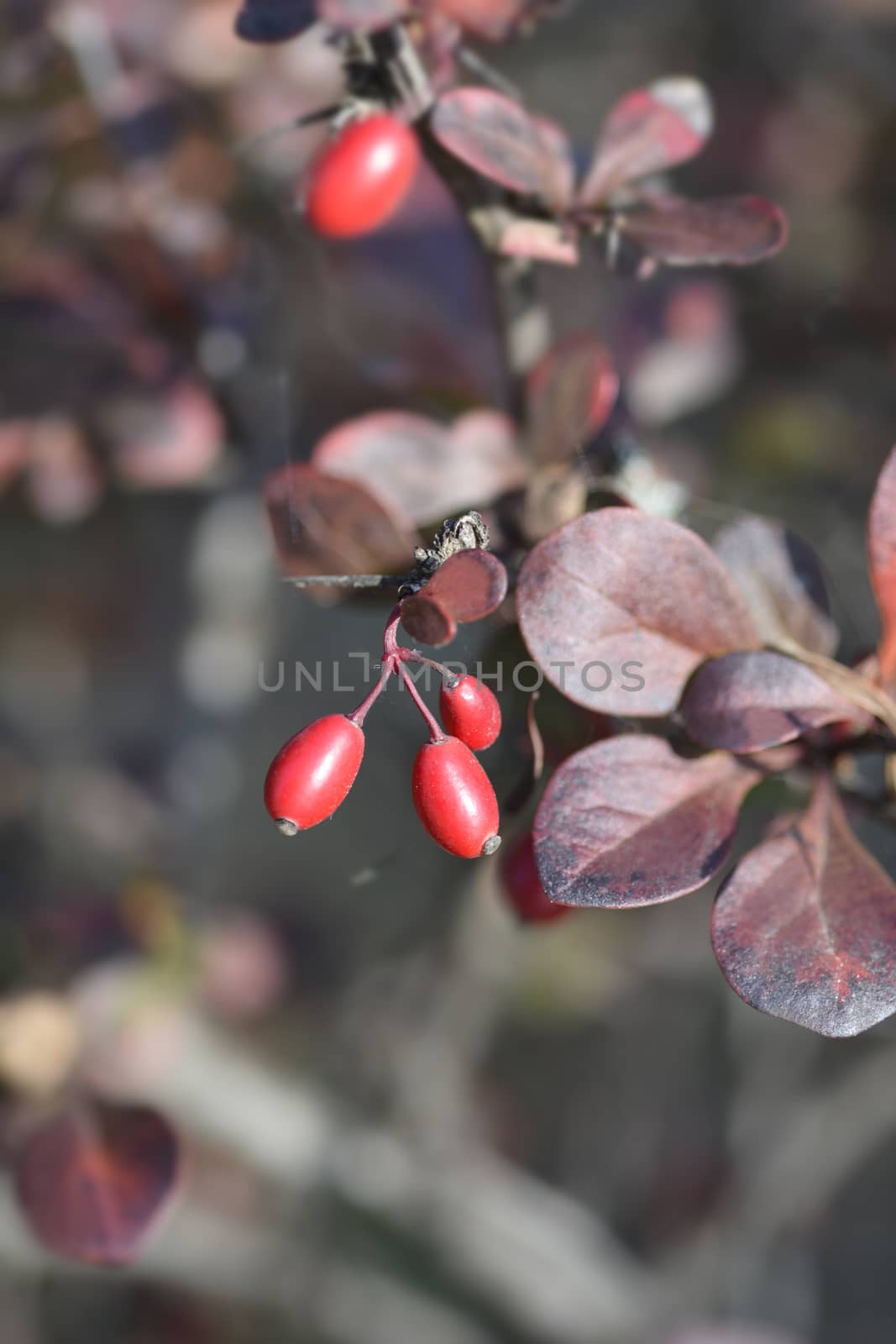 Purple Japanese barberry berries - Latin name - Berberis thunbergii f. atropurpurea