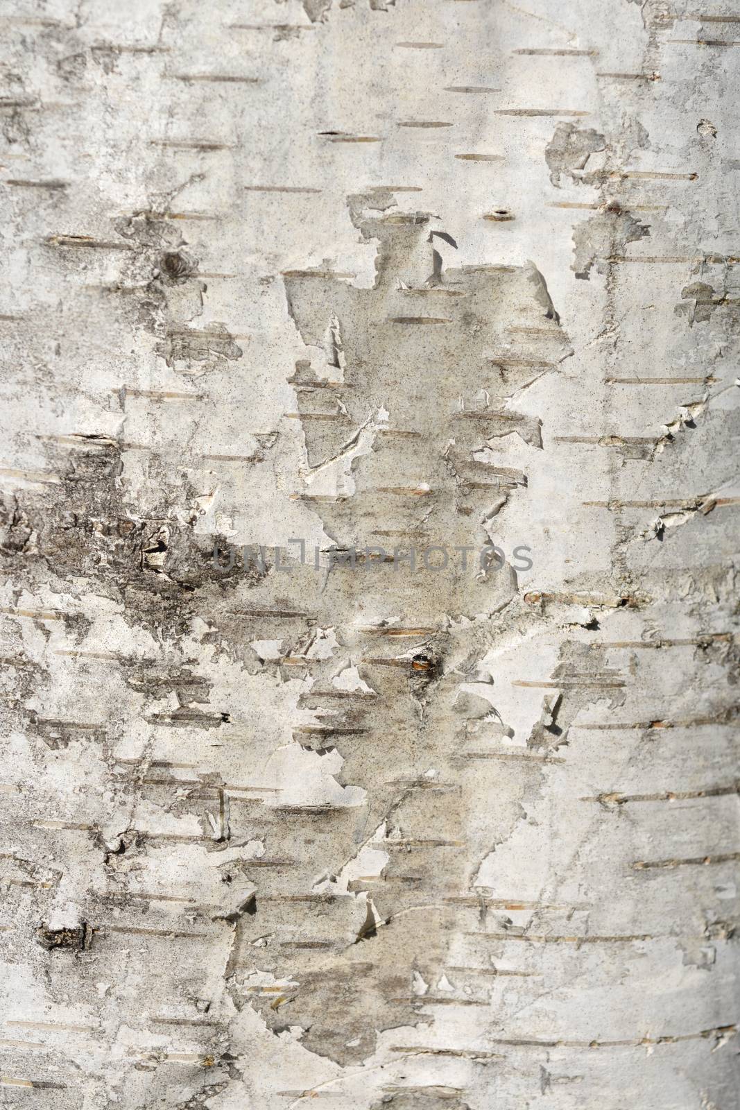 Common birch bark detail - Latin name - Betula pendula