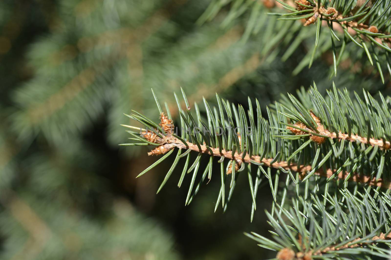Norway spruce branch - Latin name - Picea abies