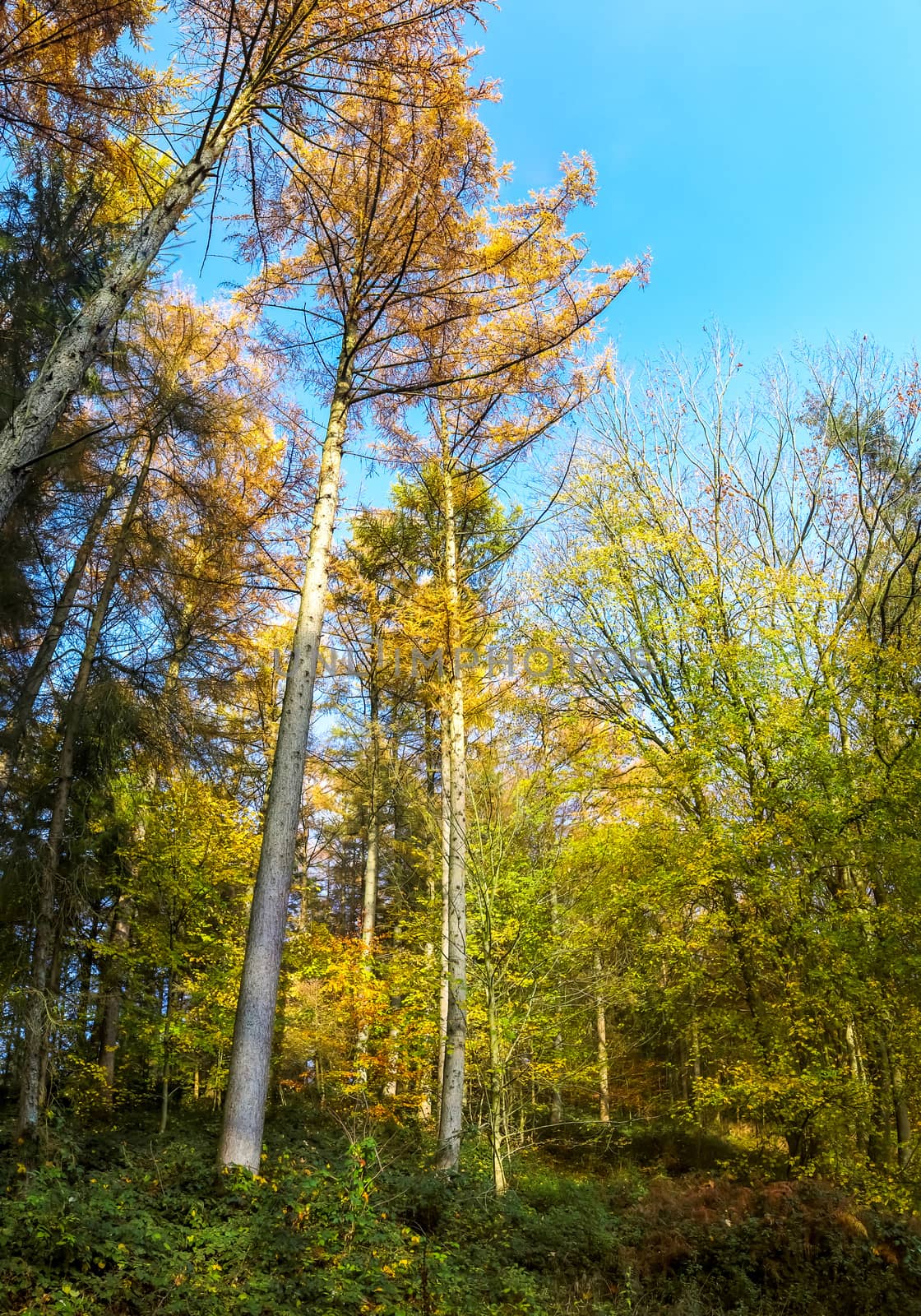 View into a colorful and vibrant autumn forest with fall foliage and sunlight beams